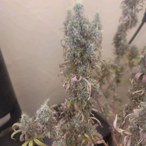 Power Plant 1 growlog timeline photo