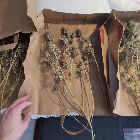 Plural Peach 1 growlog timeline photo