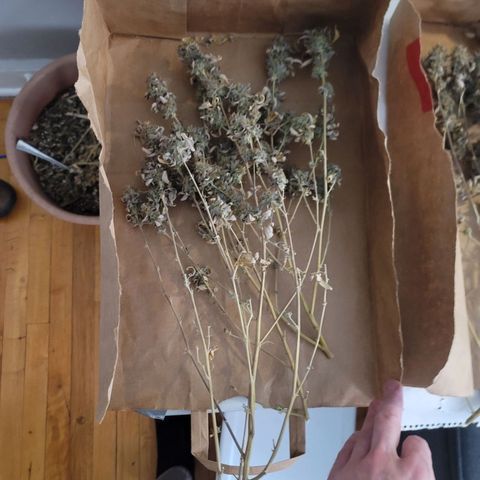 Plural Peach 1 growlog timeline photo