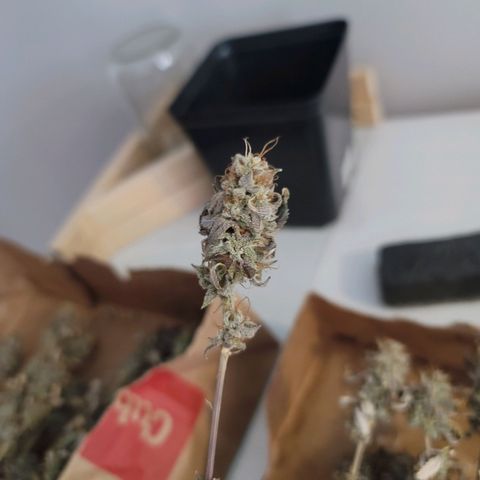 Plural Peach 1 growlog timeline photo