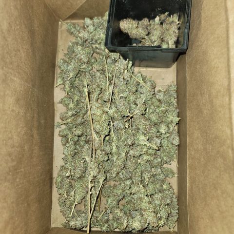 Plural Peach 1 growlog photo: Harvest! Trimmed, to be dried further before the grove (cure) bag. 