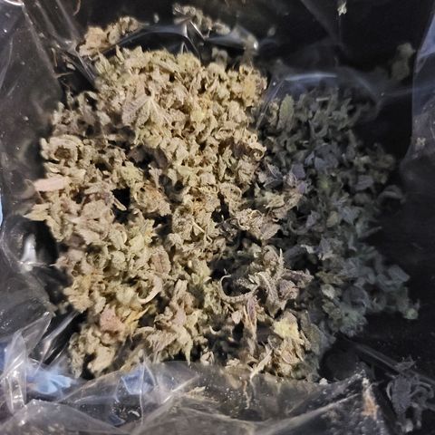 Plural Peach 1 growlog timeline photo