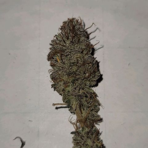 Plural Peach 1 growlog timeline photo
