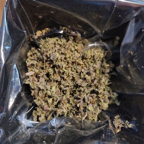 Plural Peach 1 growlog timeline photo