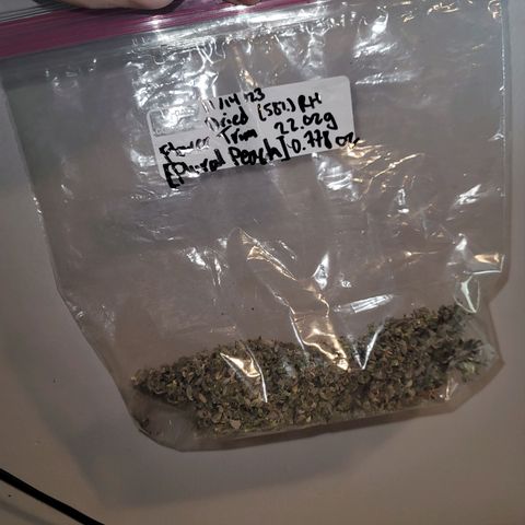 Plural Peach 1 growlog timeline photo