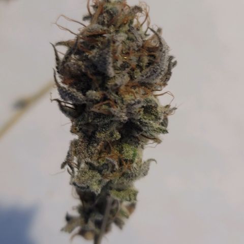 Plural Peach 1 growlog timeline photo