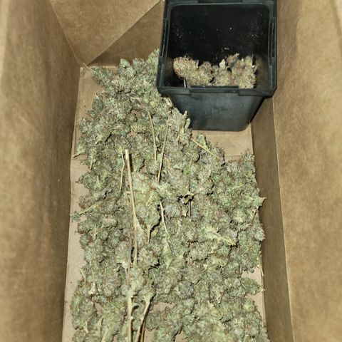 Plural Peach 1 growlog timeline photo