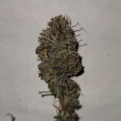 Plural Peach 1 growlog timeline photo