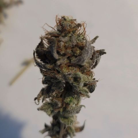 Plural Peach 1 growlog timeline photo