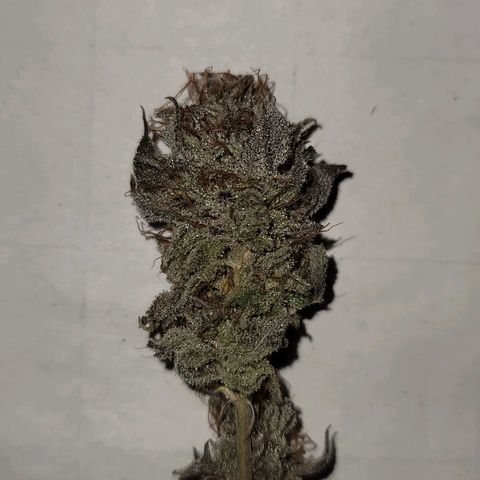 Plural Peach 1 growlog timeline photo