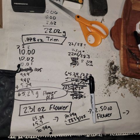 Plural Peach 1 growlog timeline photo