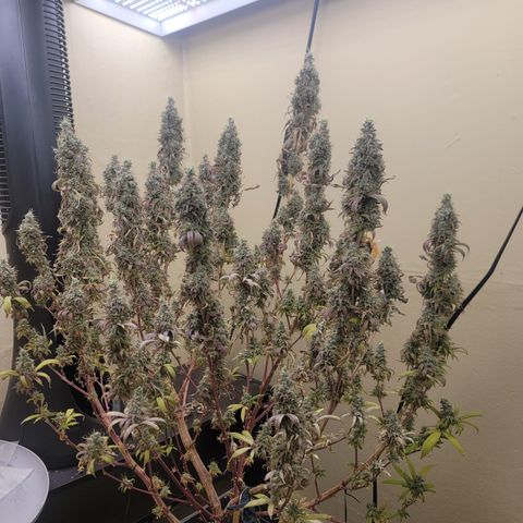Power Plant 1 growlog timeline photo