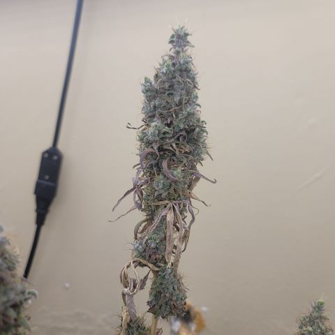 Power Plant 1 growlog timeline photo