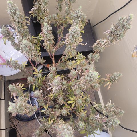Power Plant 1 growlog timeline photo