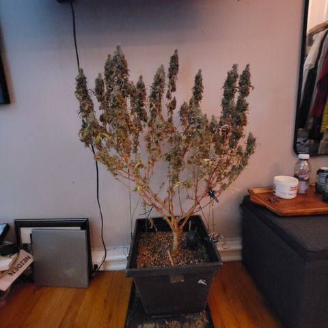 Power Plant 1 growlog timeline photo