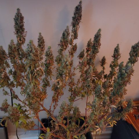 Power Plant 1 growlog timeline photo