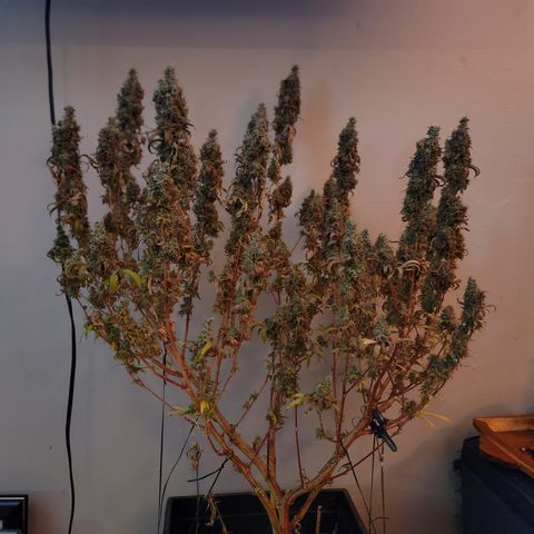 Power Plant 1 growlog timeline photo