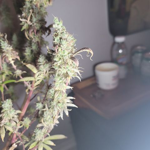 Power Plant 1 growlog timeline photo