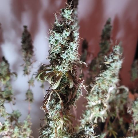 Power Plant 1 growlog timeline photo