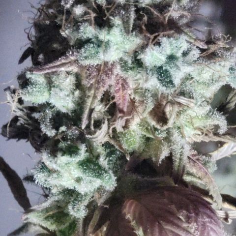 Power Plant 1 growlog timeline photo