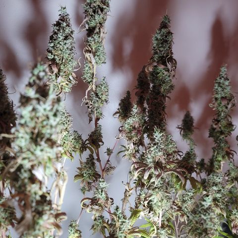Power Plant 1 growlog timeline photo
