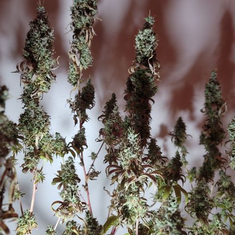 Power Plant 1 growlog timeline photo