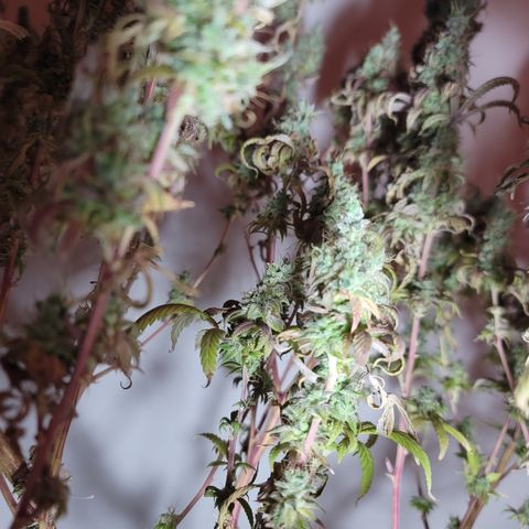 Power Plant 1 growlog timeline photo