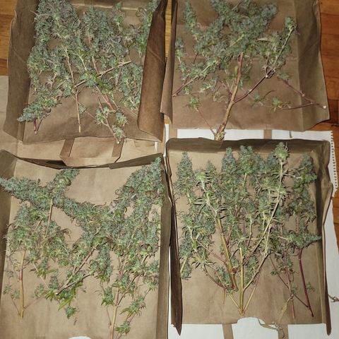 Power Plant 1 growlog timeline photo
