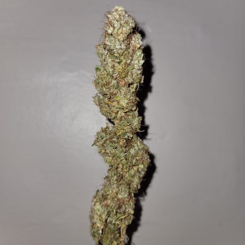 Power Plant 1 growlog timeline photo