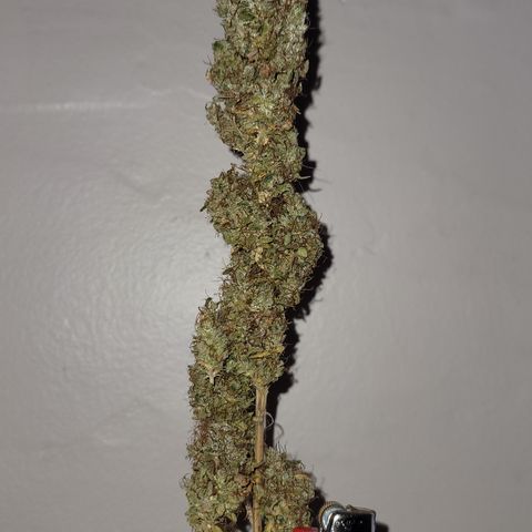 Power Plant 1 growlog timeline photo
