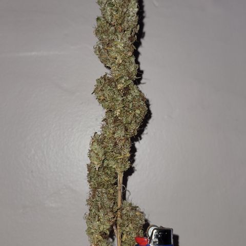 Power Plant 1 growlog timeline photo
