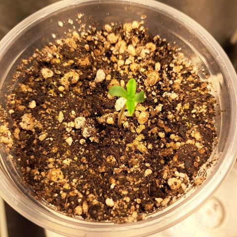 24K Tangie growlog timeline photo