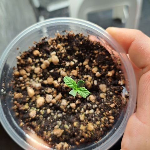24K Tangie growlog timeline photo