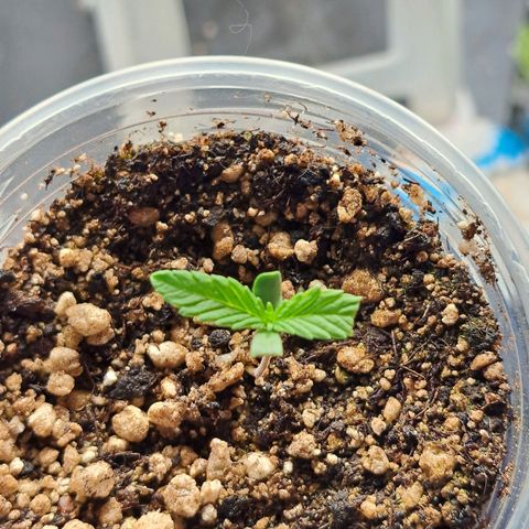 24K Tangie growlog timeline photo