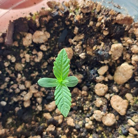 24K Tangie growlog timeline photo