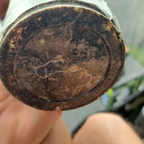 24K Tangie growlog photo: 7 dias já tem raiz até embaixo 