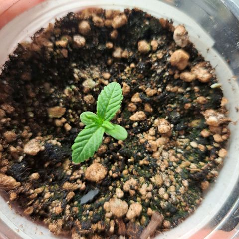 24K Tangie growlog photo: 7 dias já tem raiz até embaixo 