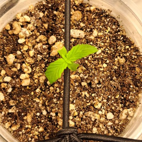 24K Tangie growlog photo: Algumas raízes apareceu embaixo já tbm 