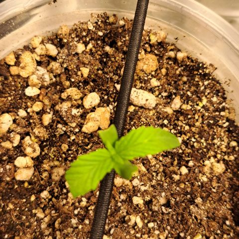 24K Tangie growlog timeline photo
