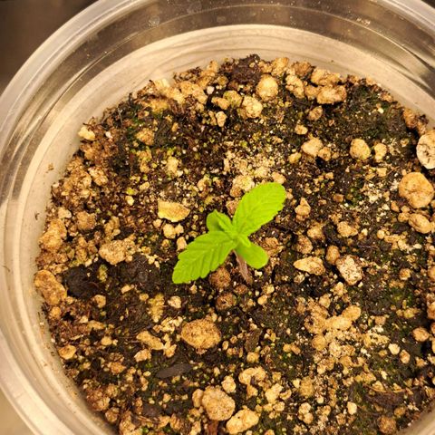 24K Tangie growlog timeline photo