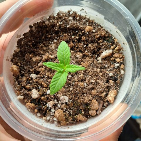 24K Tangie growlog timeline photo