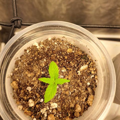 24K Tangie growlog timeline photo