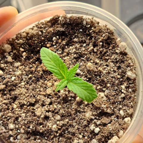 24K Tangie growlog timeline photo