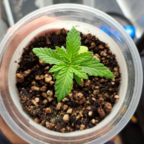 24K Tangie growlog timeline photo