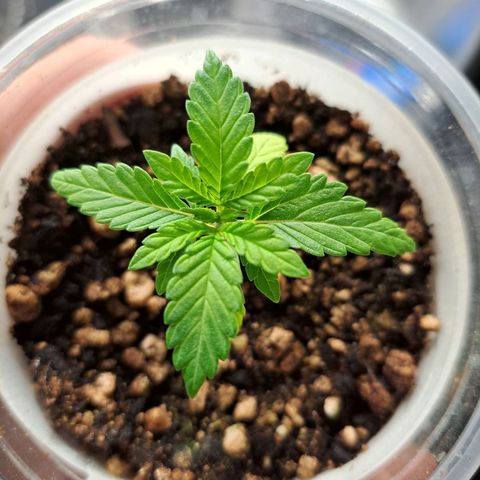 24K Tangie growlog timeline photo