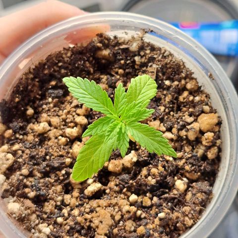 24K Tangie growlog timeline photo