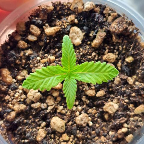 Genética desconhecida growlog timeline photo