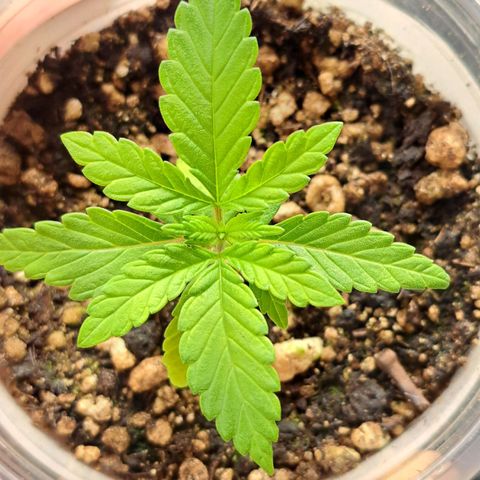 24K Tangie growlog timeline photo