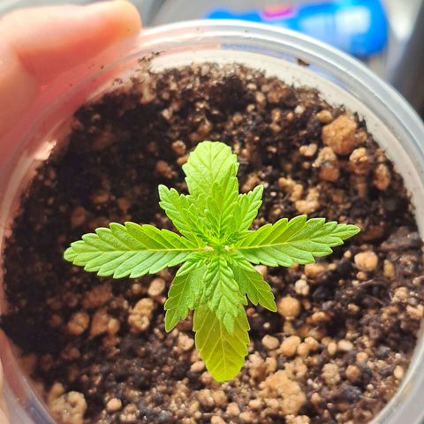 24K Tangie growlog timeline photo