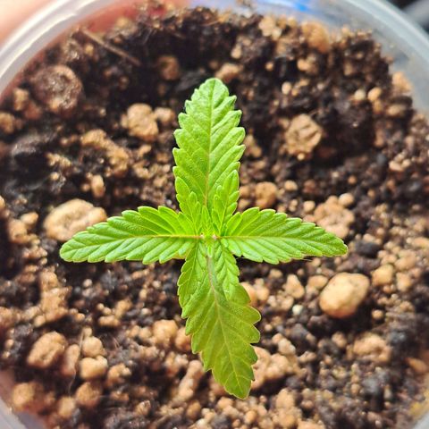 Genética desconhecida growlog timeline photo